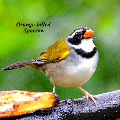 Orange-billed Sparrow